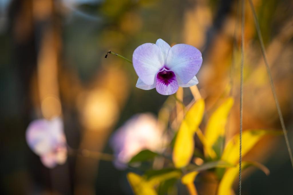 Resort Maison De Nongkhiaw エクステリア 写真